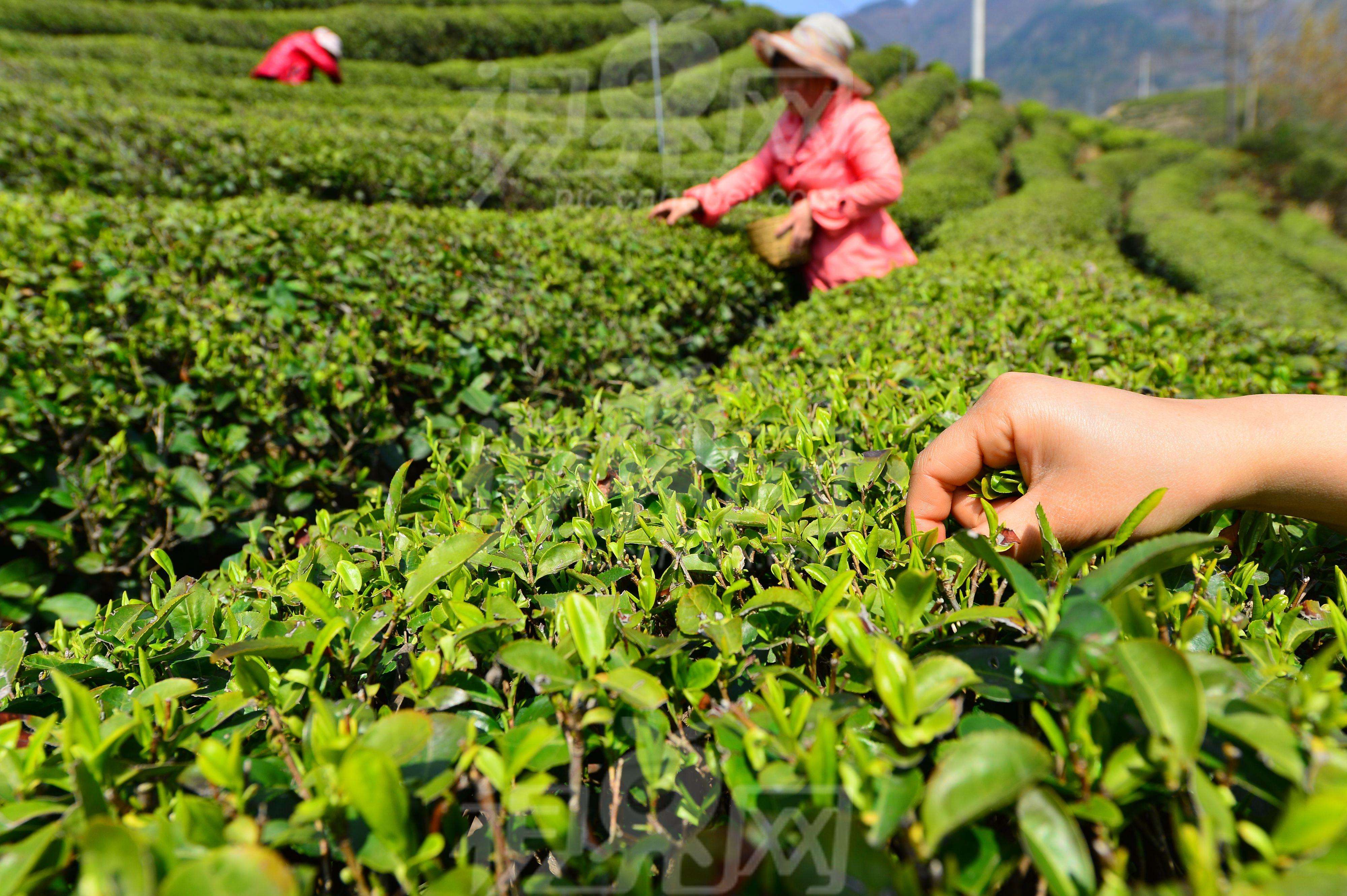 米乐m6官网登录入口茶叶_99健康网