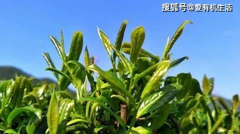 米乐m6官网登录入口春茶是什么茶春茶为什么清明节前更好喝？(图2)