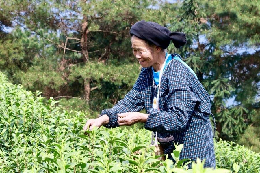 贵州独山茶叶“出山记”——从米乐m6官网深山走向世界的一片叶子自述米乐m6官网登录入口(图2)