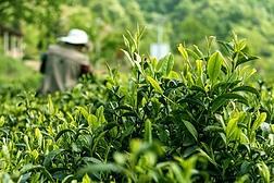 赵晓庆揭秘茶叶背后的科学：专业精确的解读重新认知茶的世界米乐m6官网登录入口(图1)